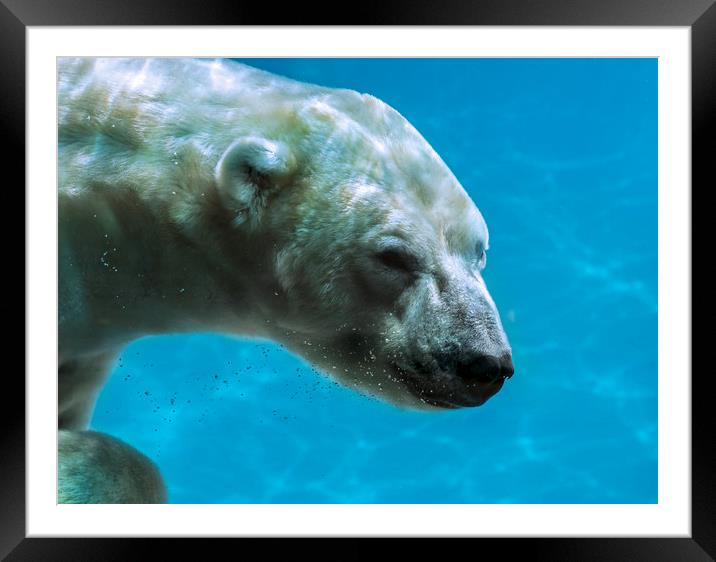 Polar Bear Swimming Underwater Framed Mounted Print by Arterra 