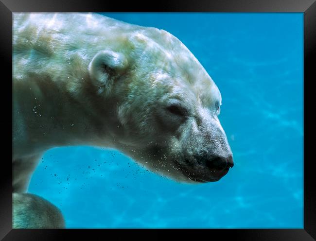 Polar Bear Swimming Underwater Framed Print by Arterra 