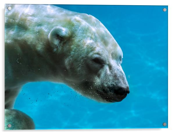 Polar Bear Swimming Underwater Acrylic by Arterra 