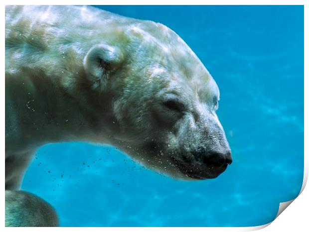 Polar Bear Swimming Underwater Print by Arterra 