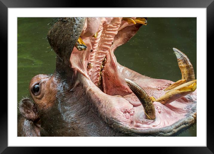 Hippo Teeth Framed Mounted Print by Arterra 