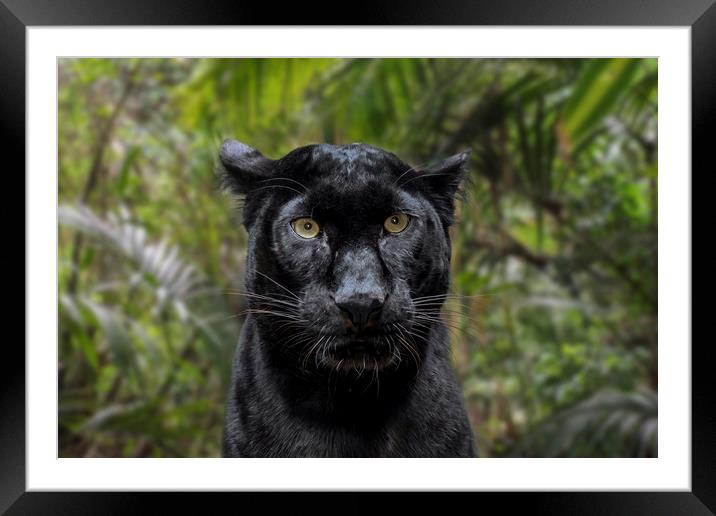 Black Panther Framed Mounted Print by Arterra 