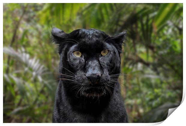Black Panther Print by Arterra 