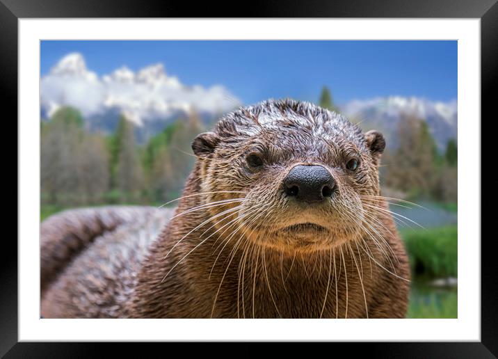 North American River Otter Framed Mounted Print by Arterra 