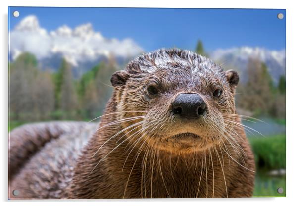 North American River Otter Acrylic by Arterra 