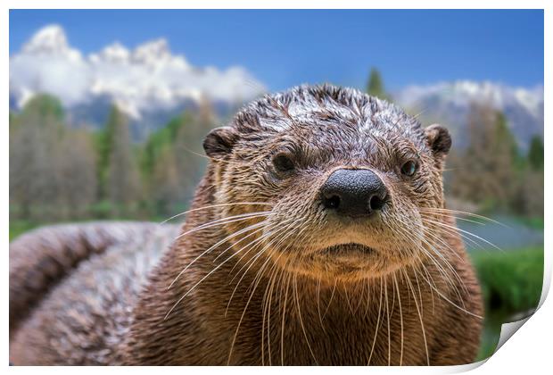 North American River Otter Print by Arterra 