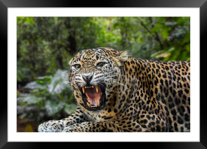 Sri Lankan Leopard Framed Mounted Print by Arterra 