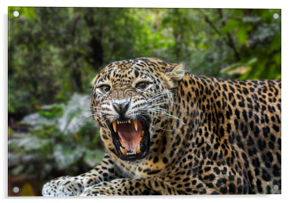 Sri Lankan Leopard Acrylic by Arterra 