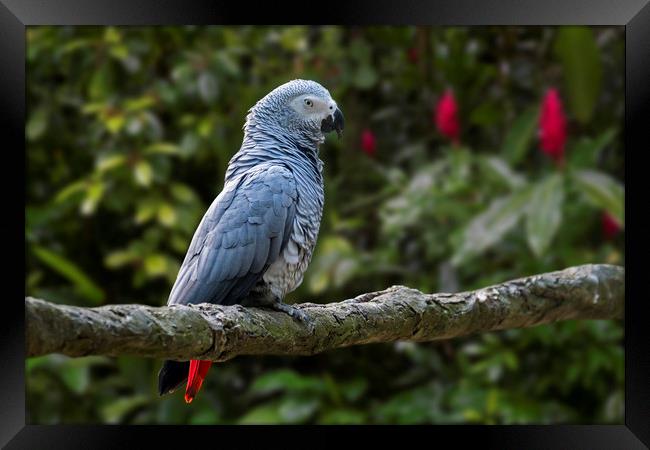 Congo Grey Parrot Framed Print by Arterra 