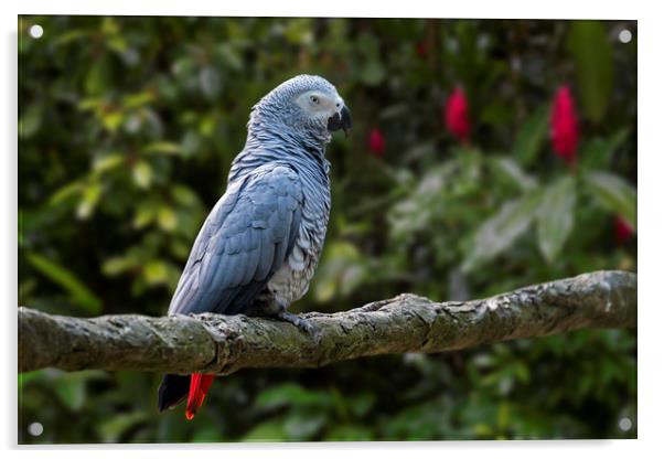 Congo Grey Parrot Acrylic by Arterra 