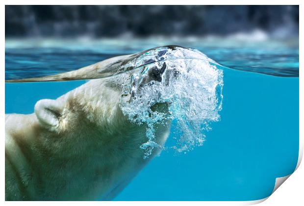 Polar Bear Surfacing Print by Arterra 