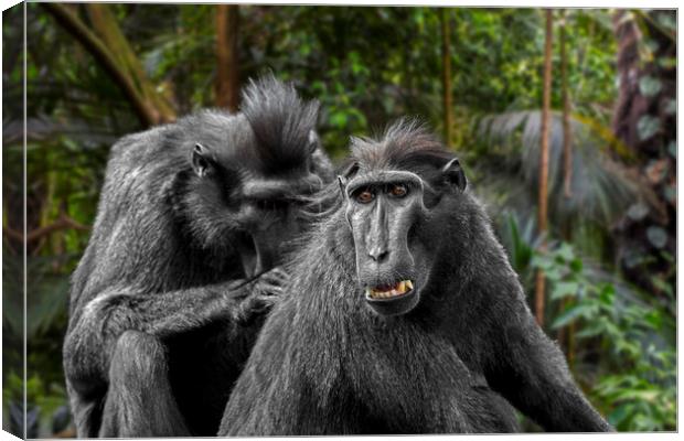 Celebes Crested Macaques Canvas Print by Arterra 