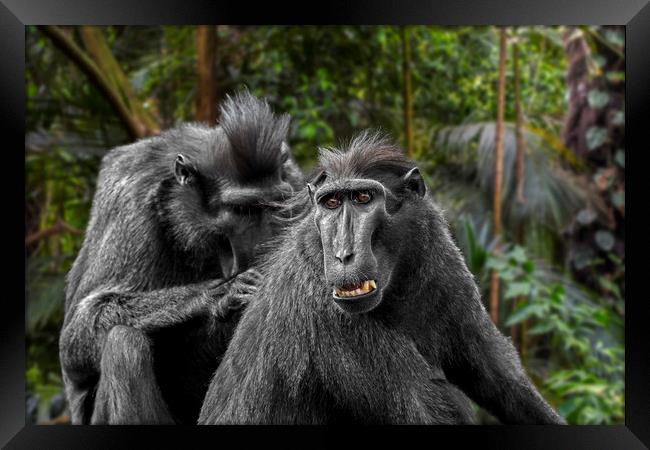 Celebes Crested Macaques Framed Print by Arterra 