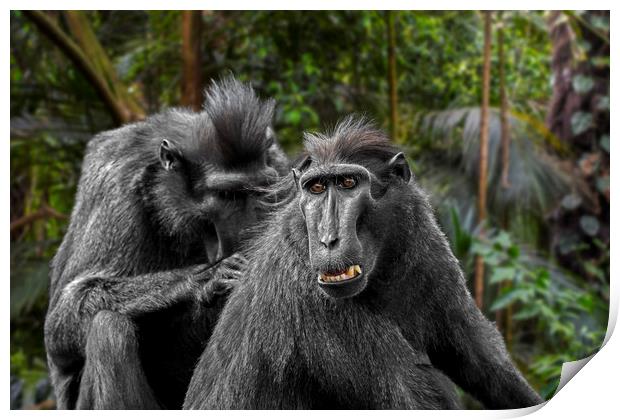 Celebes Crested Macaques Print by Arterra 