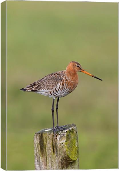 Black-tailed Godwit in Meadow Canvas Print by Arterra 