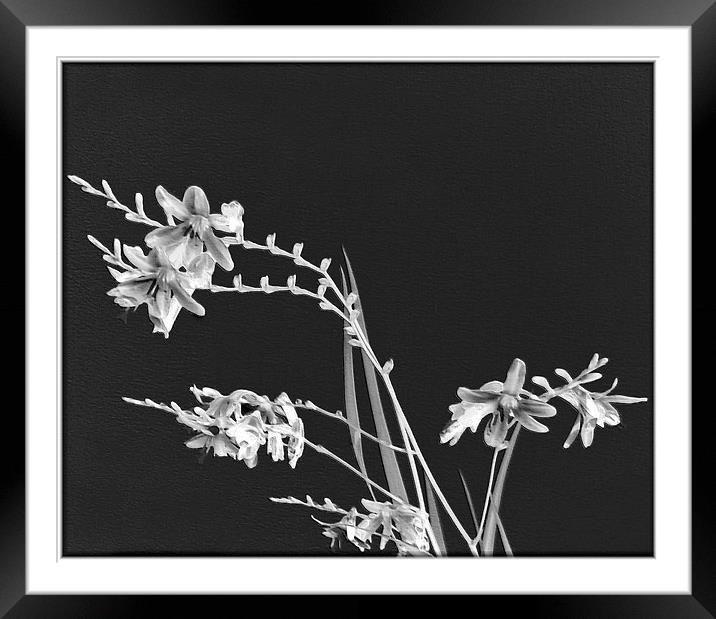 Montbretia Art. Framed Mounted Print by paulette hurley