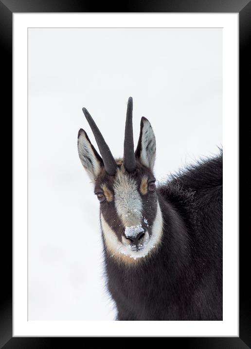 Chamois in the Snow Framed Mounted Print by Arterra 