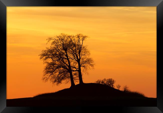 Trees on Hillock at Sunset Framed Print by Arterra 