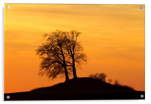 Trees on Hillock at Sunset Acrylic by Arterra 