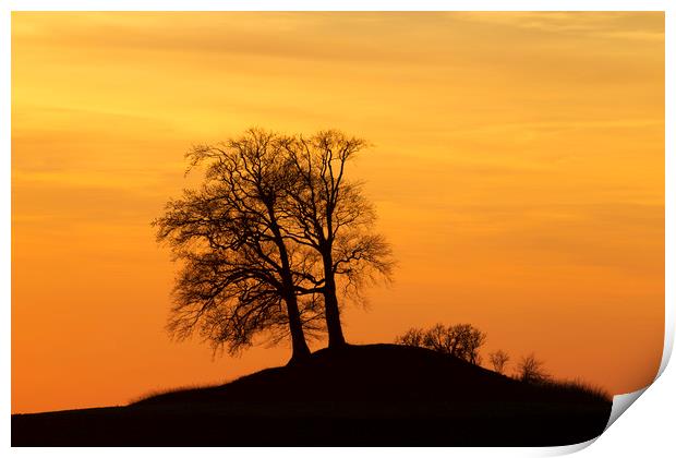 Trees on Hillock at Sunset Print by Arterra 
