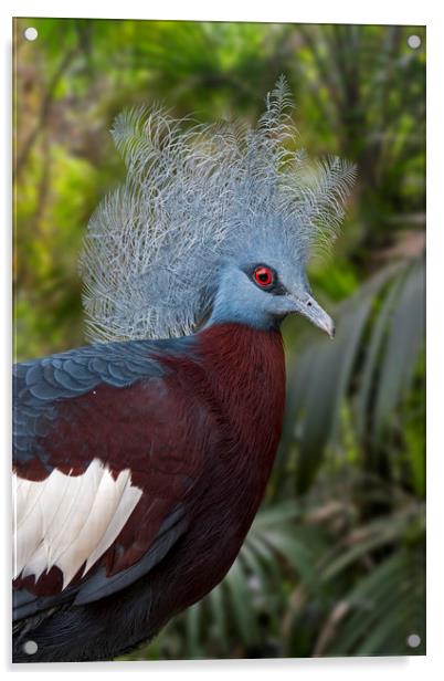 Sclater's Crowned Pigeon Acrylic by Arterra 