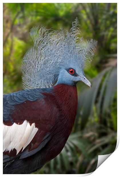 Sclater's Crowned Pigeon Print by Arterra 