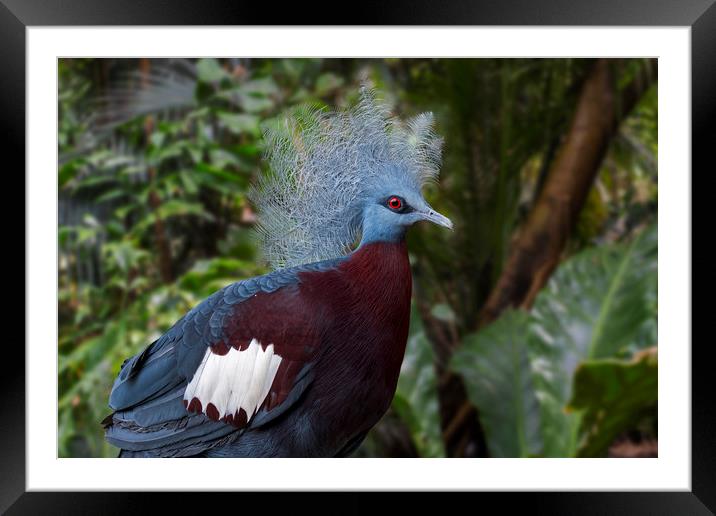 Sclater's Crowned Pigeon Framed Mounted Print by Arterra 