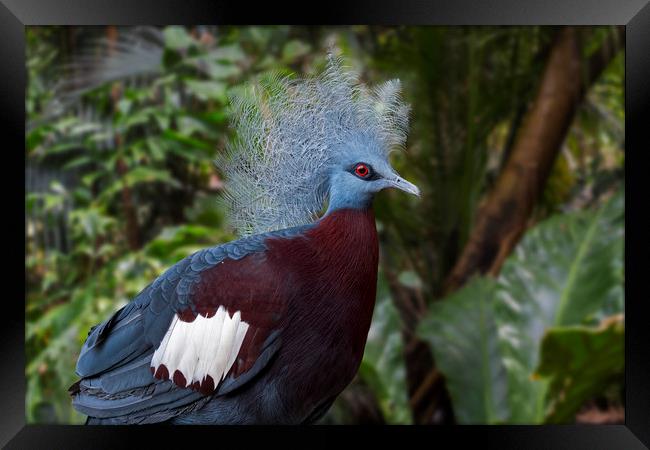 Sclater's Crowned Pigeon Framed Print by Arterra 