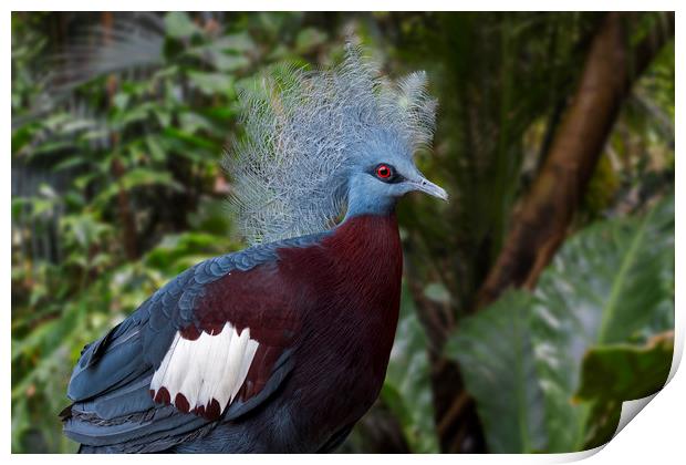 Sclater's Crowned Pigeon Print by Arterra 