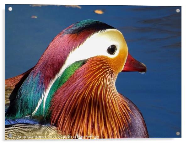 Colourful Feathers Acrylic by Jane Metters