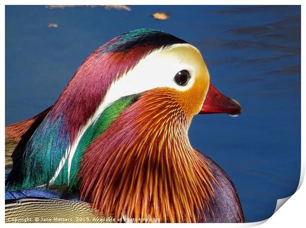 Colourful Feathers Print by Jane Metters