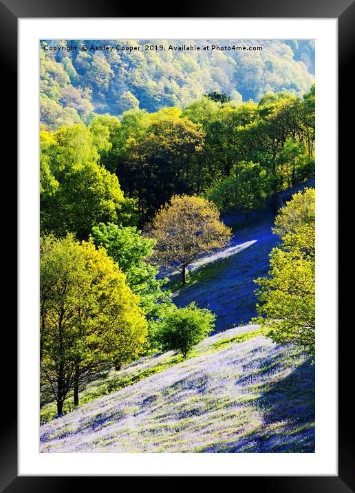Rydal Bluebells. Framed Mounted Print by Ashley Cooper