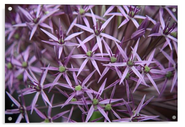   Allium  purple sensation  Acrylic by zoe knight