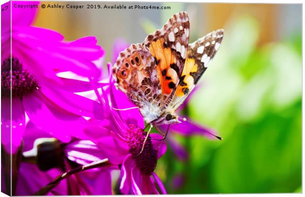 Painted Lady. Canvas Print by Ashley Cooper