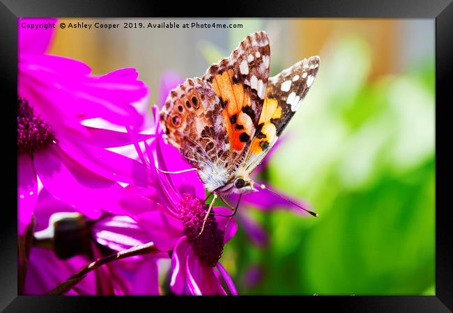 Painted Lady. Framed Print by Ashley Cooper