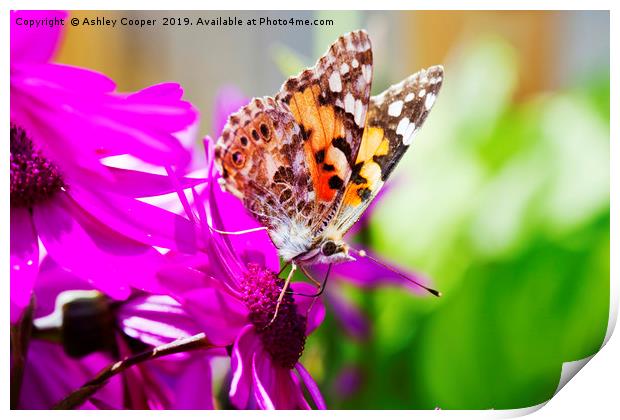 Painted Lady. Print by Ashley Cooper