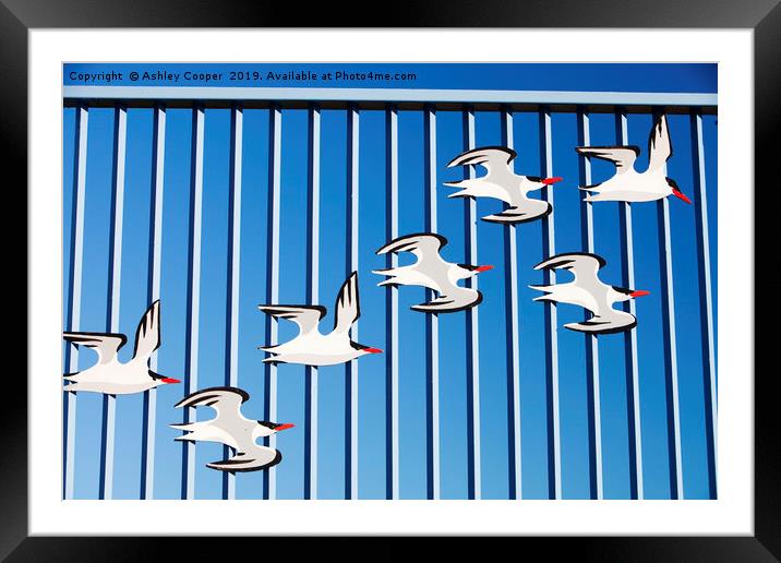 Tern fence. Framed Mounted Print by Ashley Cooper