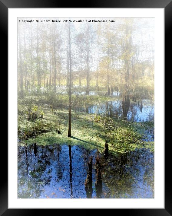 Cypress Haven: Corkscrew Swamp Sanctuary Framed Mounted Print by Gilbert Hurree