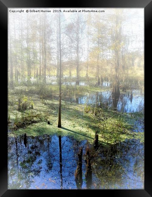 Cypress Haven: Corkscrew Swamp Sanctuary Framed Print by Gilbert Hurree