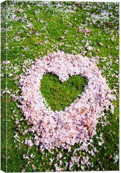 Cherry Heart. Canvas Print by Ashley Cooper