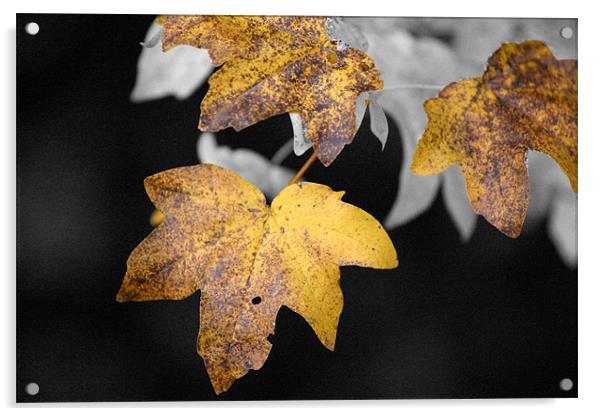 Autumn Maple Leaves Acrylic by Chris Turner