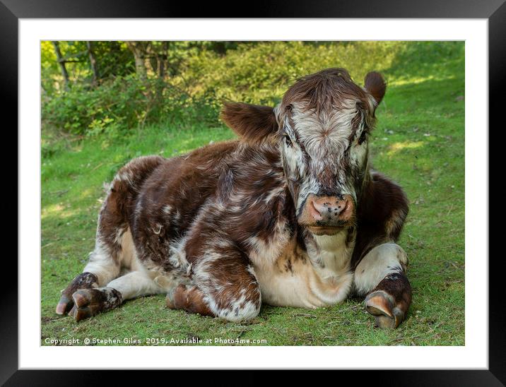 Lazy Hereford cow Framed Mounted Print by Stephen Giles