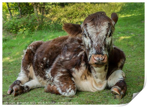 Lazy Hereford cow Print by Stephen Giles