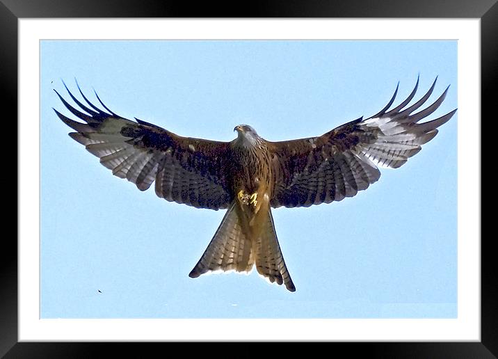 Red Kite Framed Mounted Print by Brian Beckett