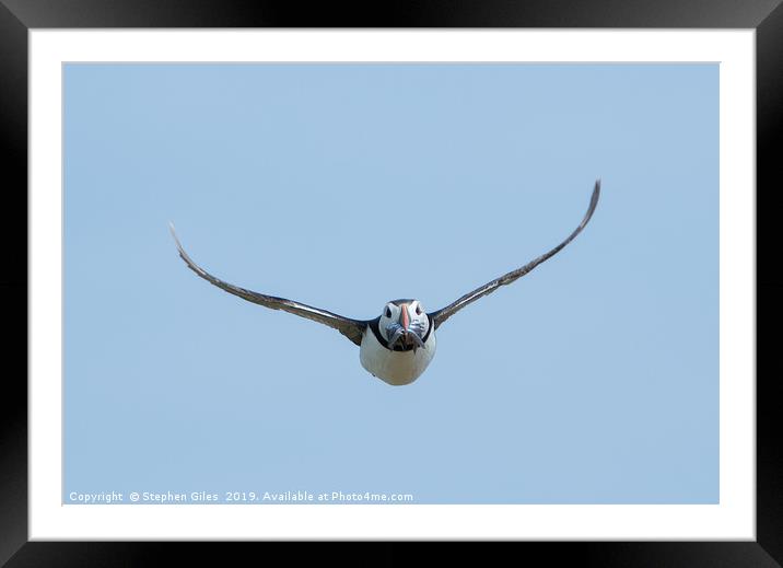 Puffin in flight with sand eels Framed Mounted Print by Stephen Giles