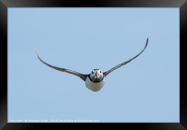 Puffin in flight with sand eels Framed Print by Stephen Giles