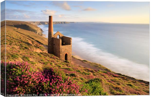 Heather clump (Wheal Coates) Canvas Print by Andrew Ray