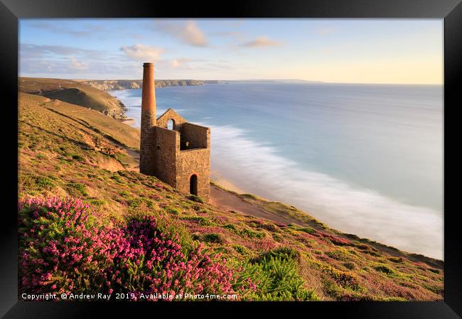 Heather clump (Wheal Coates) Framed Print by Andrew Ray