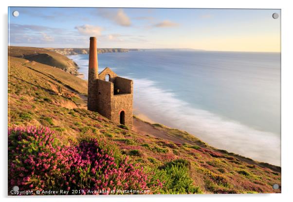Heather clump (Wheal Coates) Acrylic by Andrew Ray