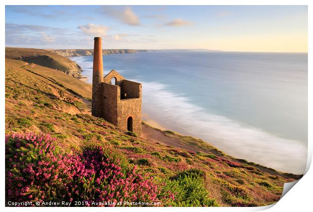 Heather clump (Wheal Coates) Print by Andrew Ray